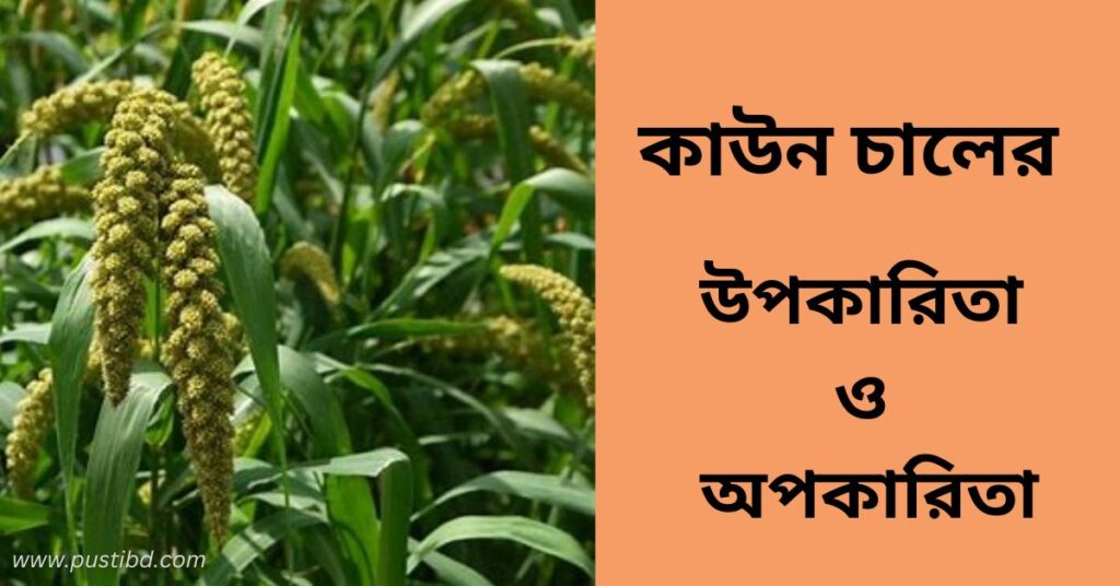 কাউনের চালের উপকারিতা ও অপকারিতা